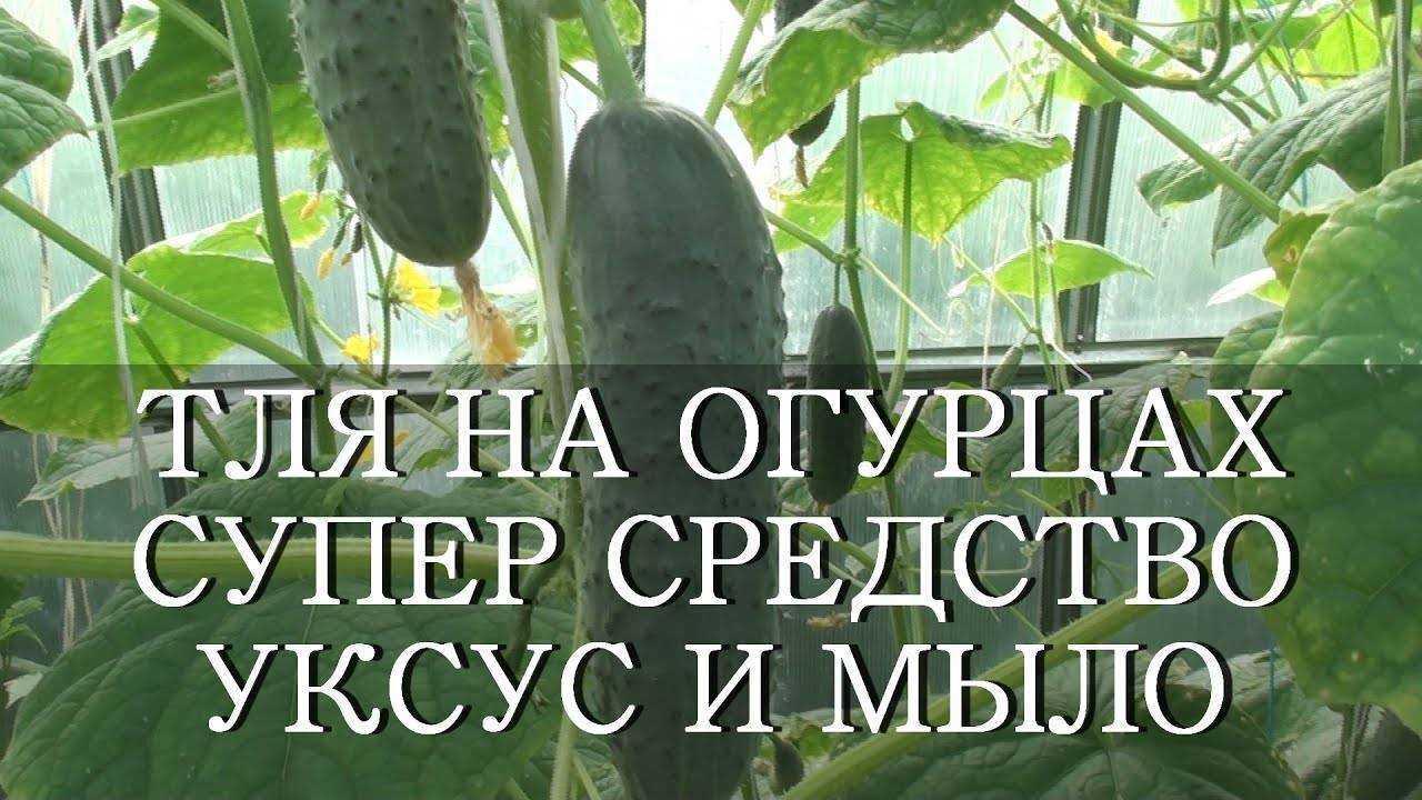 Как бороться с тлёй на листьях огурцов снизу
