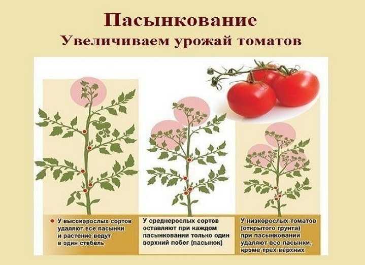 Пасынкование помидор