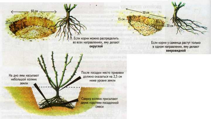 Уход за розами | энциклопедия роз