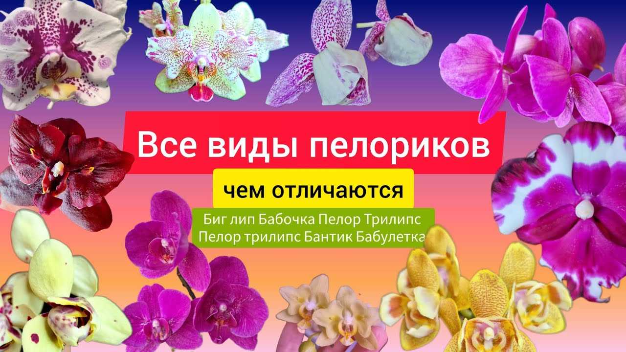 Если вы любите экзотику то великолепный фаленопсис четырехщитковый или Тетраспис с радостью завоюет звание самой нетребовательной орхидеи в вашей коллекции