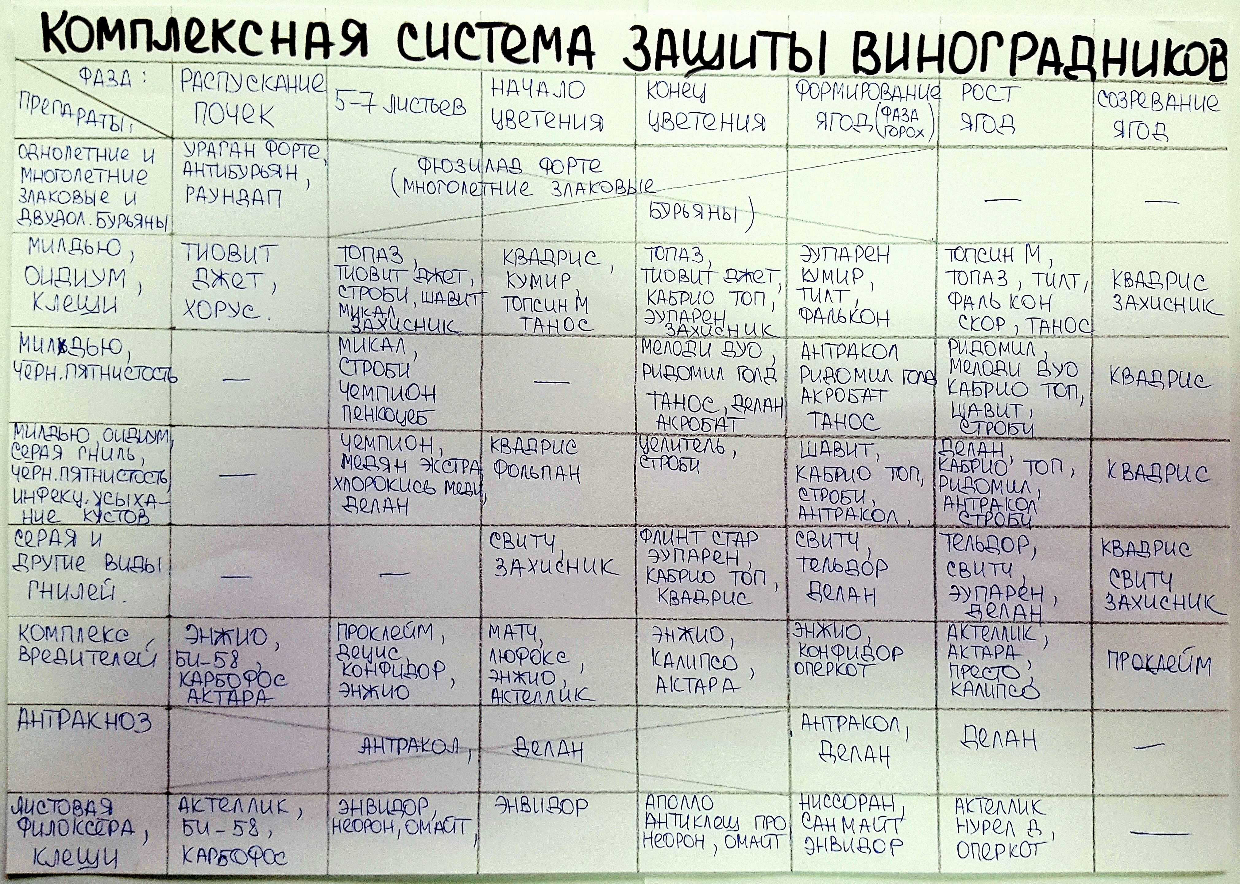 Обработка винограда весной от болезней и вредителей: чем и как обработать?
