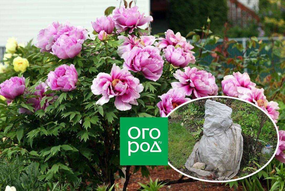 Древовидные пионы: посадка и уход, фото, сорта, укрытие на зиму