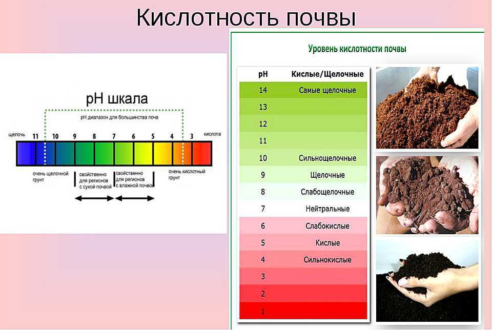 Кислотность почвы — как определить и раскислить. кислая почва. что делать? — ботаничка