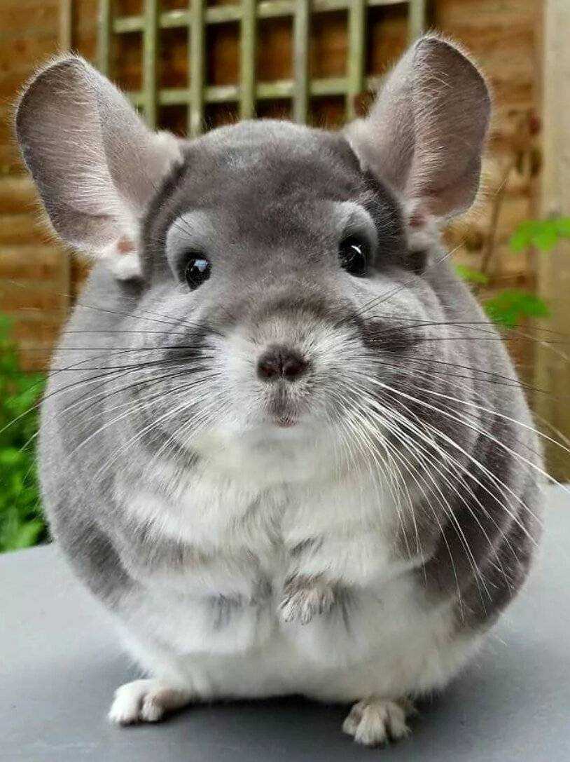 🐀7 пород декоративных крыс для содержания дома