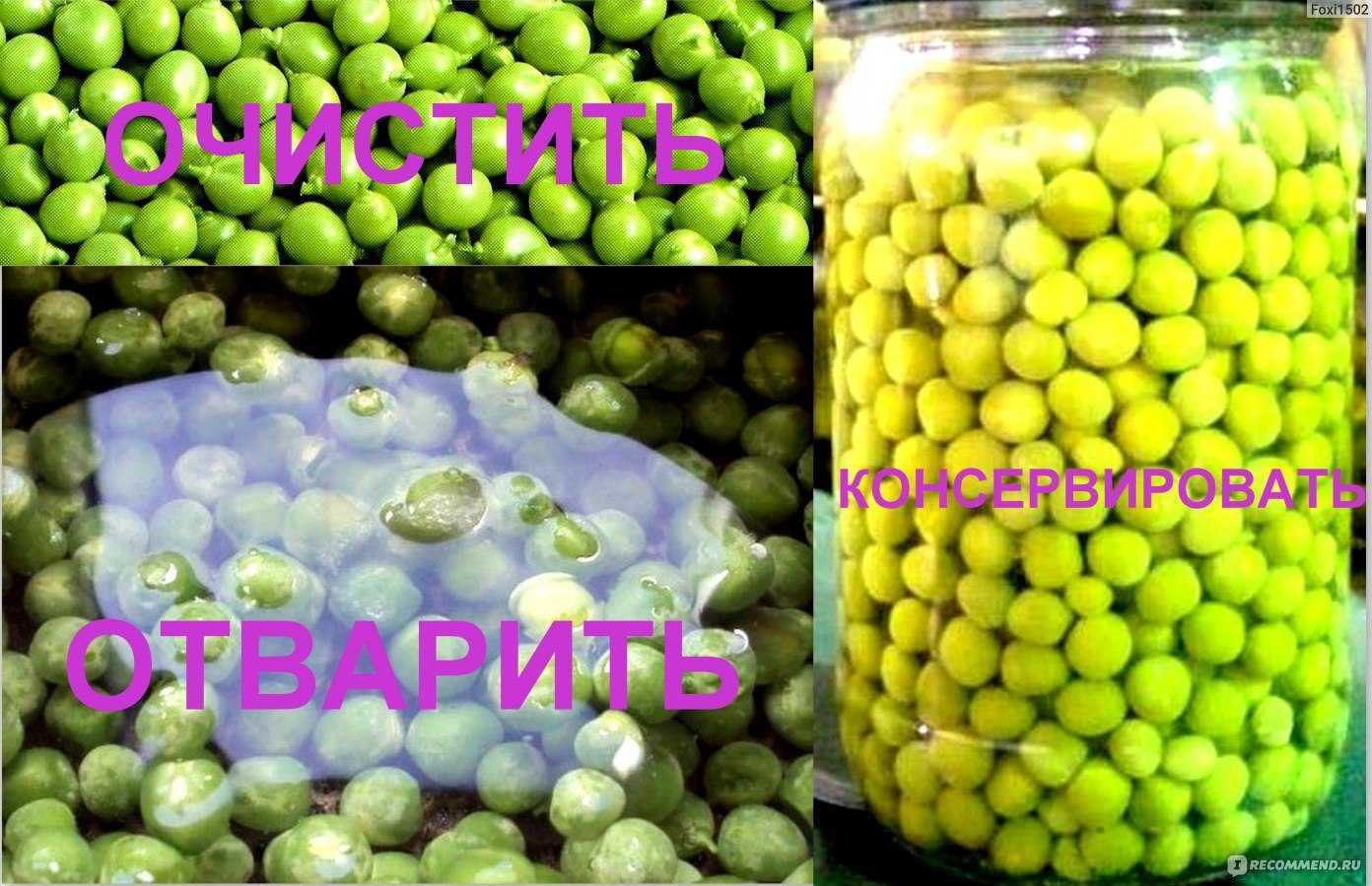 Открыла для себя горох амброзия. мое гороховое семеноводство