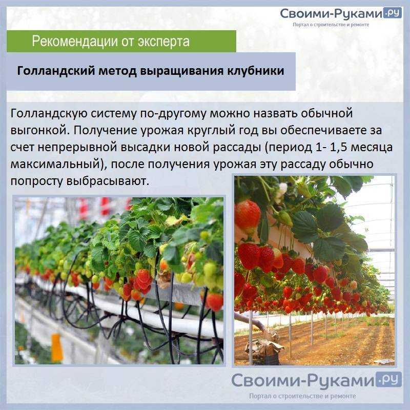 Клубника которая дает урожай круглый год обзор и описание сортов технологии круглогодичного выращивания состав почвы уход за культурой