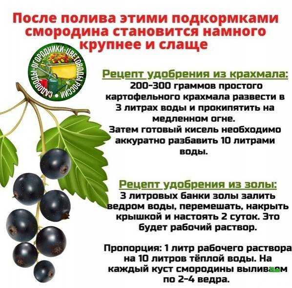 Подкормка смородины: нужно ли подкармливать кусты черного сорта после сбора урожая и чем; осенью это делать или летом; удобрять ли весной во время цветения