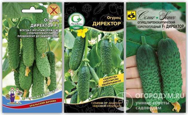 Огурец директор f1: описание, характеристика сорта, отзывы, фото