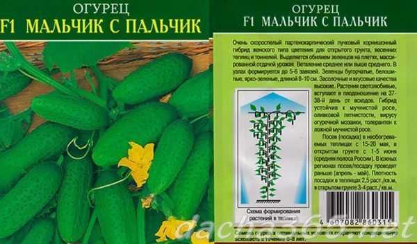 Лучшие сорта огурцов на 2021 год: самые урожайные, вкусные, для теплицы и открытого грунта