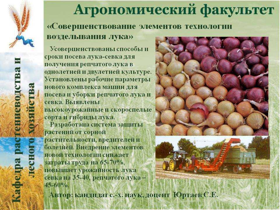 Выращивание репчатого лука из семян за один сезон: плюсы и минусы, подходящие сорта, грамотная агротехника