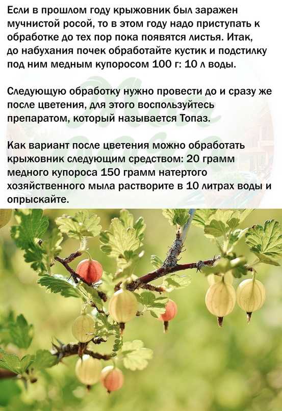 Крыжовник: болезни и вредители, мучнистая роса, налет, чем обработать, фото