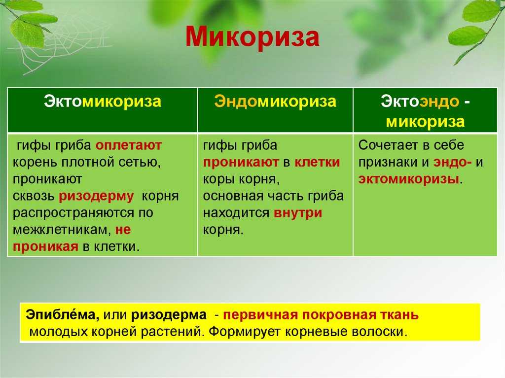 Микориза -  почва под грибным соусом -прочее -о растениях -статьи