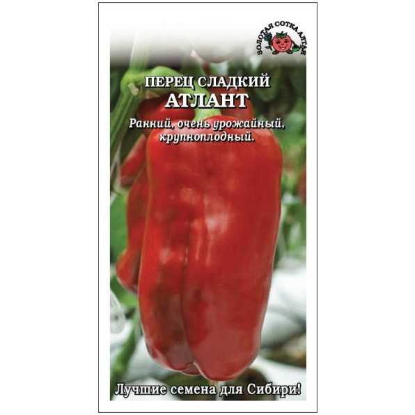 Перец атлант: характеристика и описание среднеспелого сорта с фото