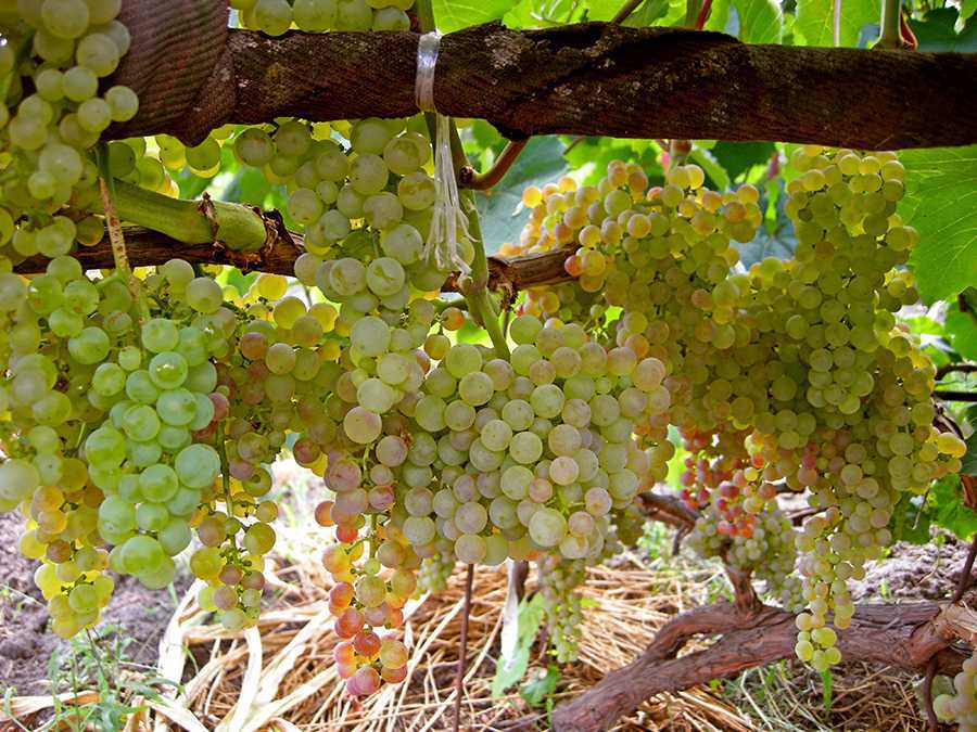 Описание сорта винограда кишмиш коринка: фото и отзывы | vinograd-loza