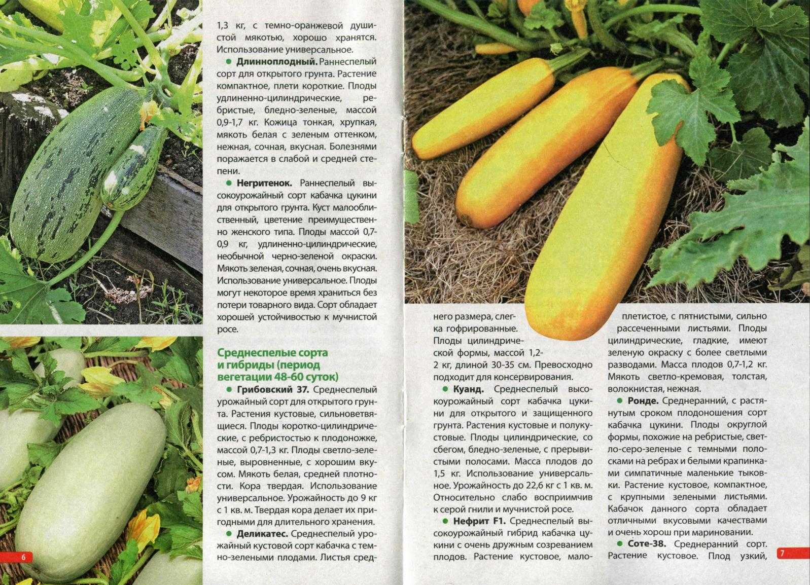 Лучшие сорта кабачков для открытого грунта