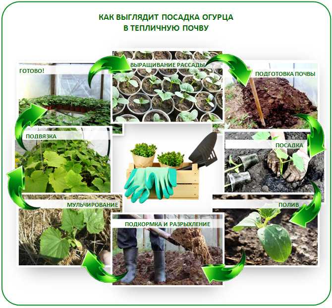 Посадка огурцов на рассаду в 2024 году: благоприятные дни когда сажать
