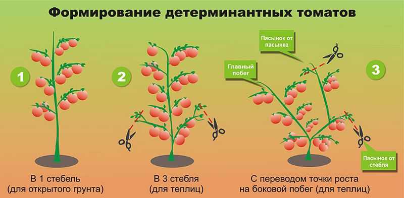 Выращивание детерминантных помидор: формирование и пасынкование