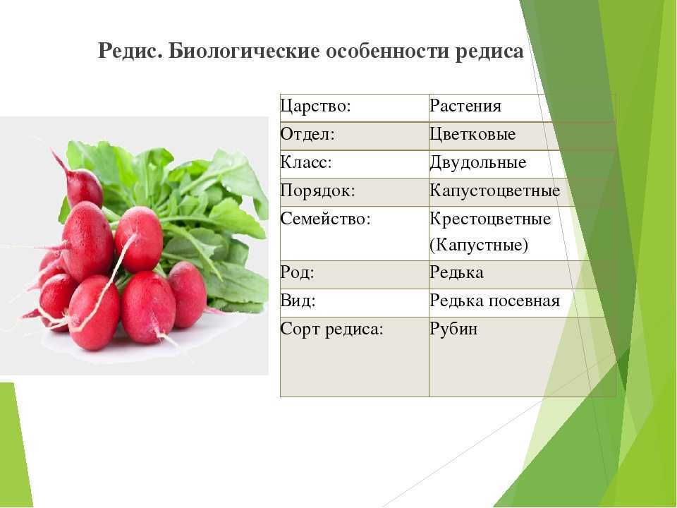 Лучшие сорта моркови на 2024 год: самые урожайные, вкусные, сочные, сладкие