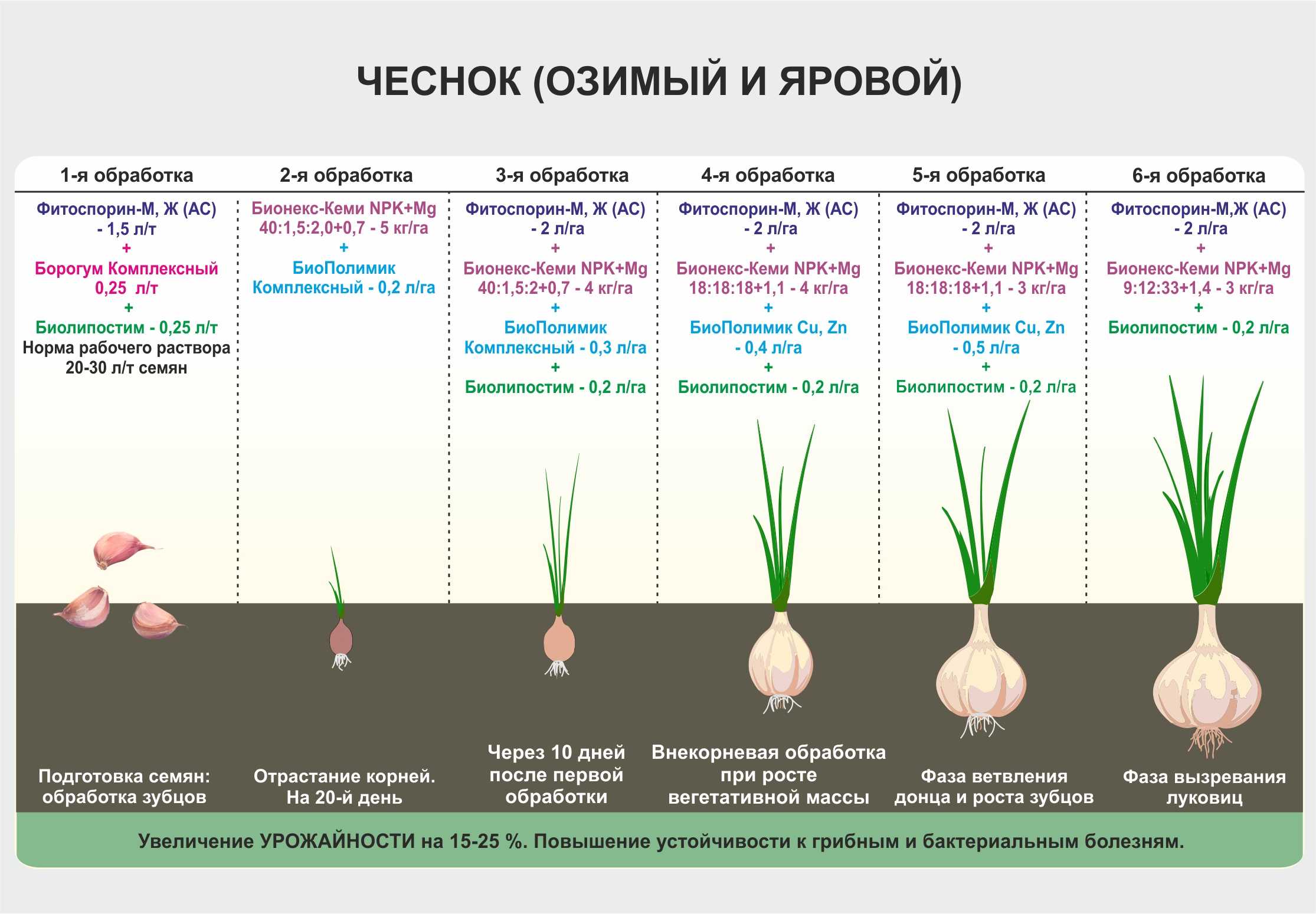 Посадка лука весной в открытый грунт – когда и как сажать правильно