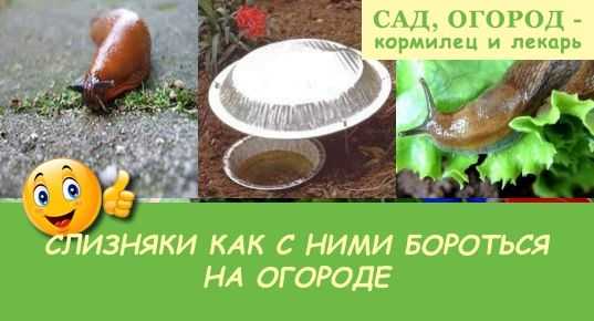 Как избавиться от слизней в огороде: самые эффективные способы