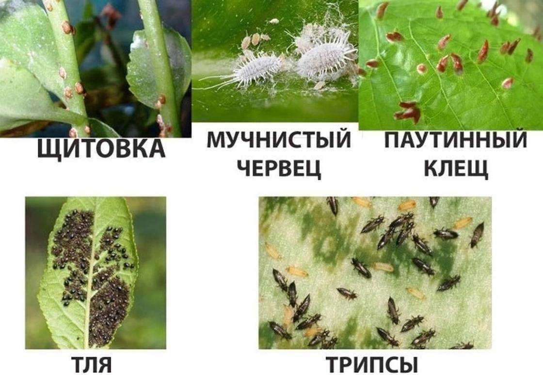 Опасный враг комнатных растений — щитовка. причины появления вредителя, методы борьбы, профилактика