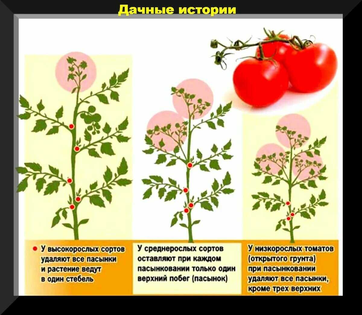 Как формировать помидоры в теплице пошаговое фото схема