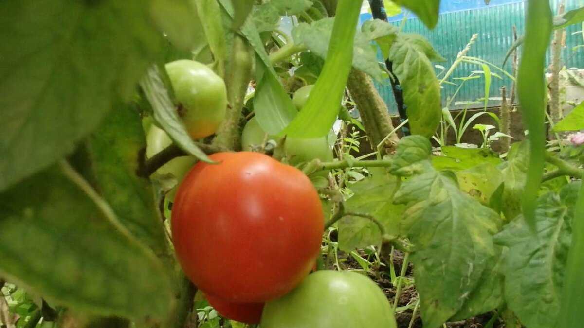 5 советов, как можно ускорить созревание томатов на кусте