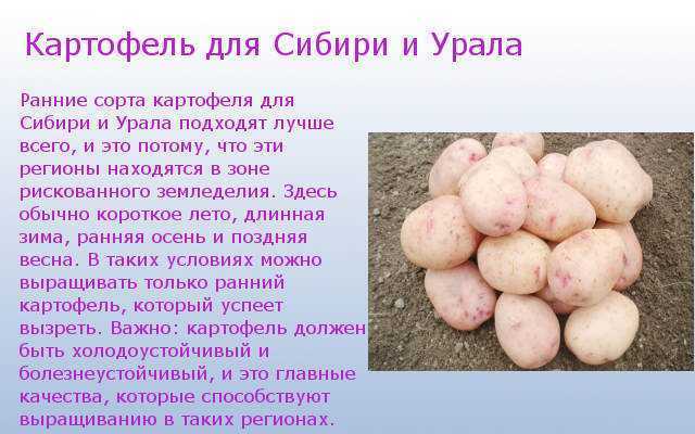 Лучшие сорта моркови для урала: для открытого грунта, отзывы о посадке семенами в открытый грунт, фото с описанием, советы по хранению, какие лучше сажать