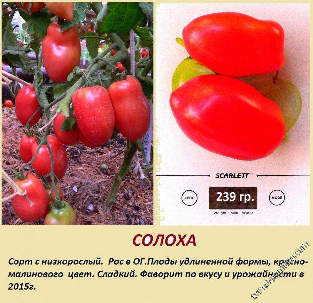 Томат солоха: описание сорта, отзывы (6), фото, характеристика | tomatland.ru