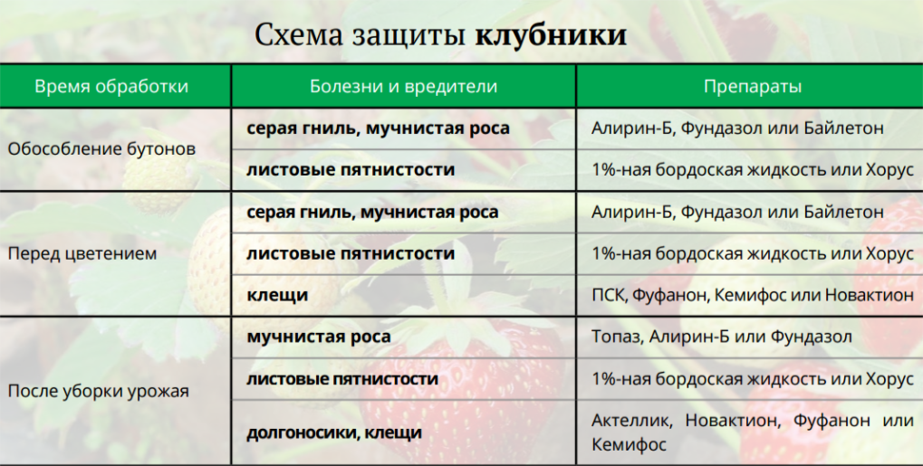 Весенняя обработка клубники в апреле: защита от вредителей и профилактика заболеваний | теплотехники