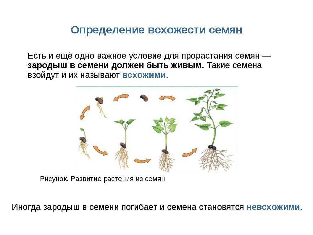 Почему не всходят семена цветов и овощей: причины и что делать