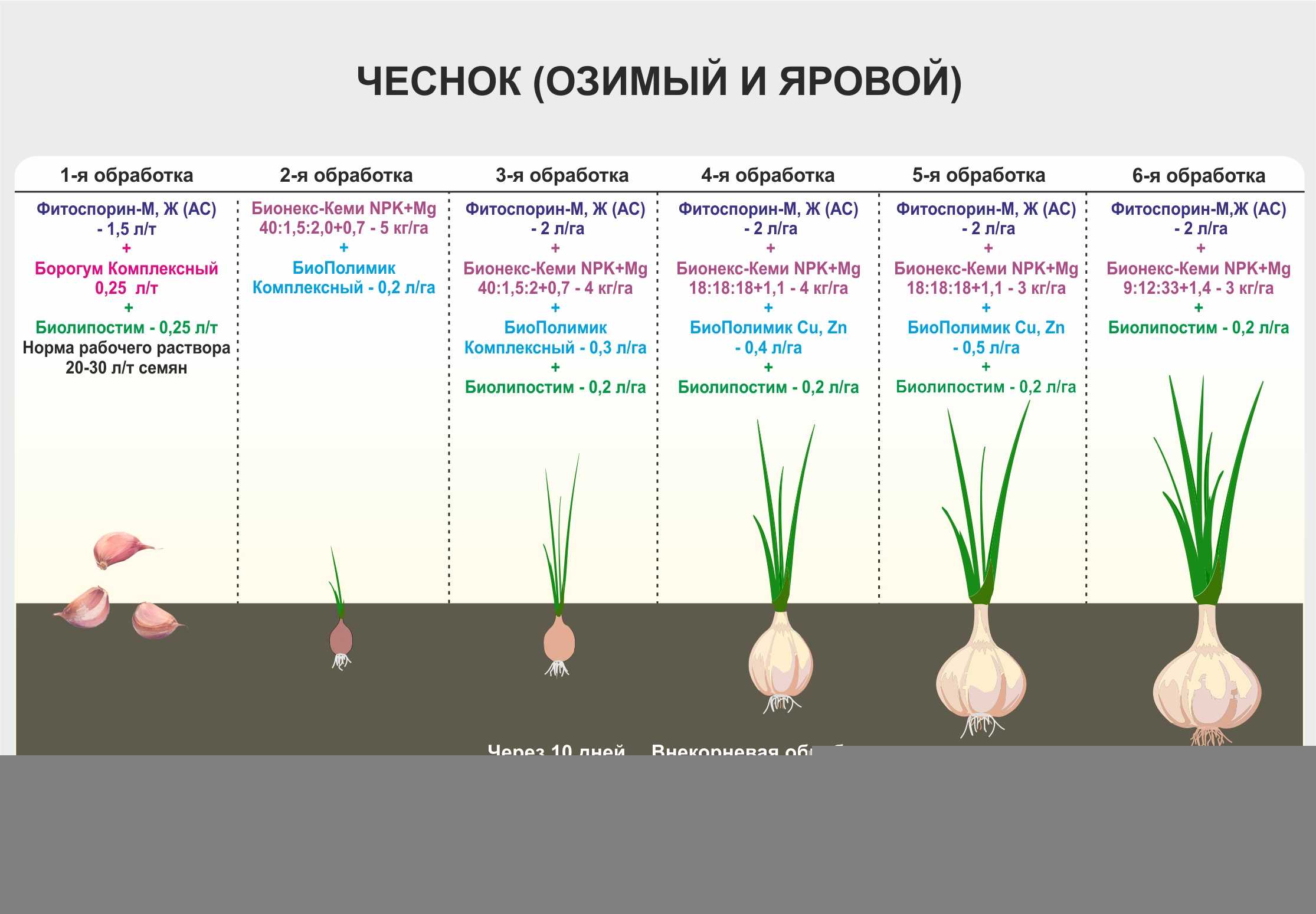 Посадка лука севка в 2024 году: когда сажать, сроки