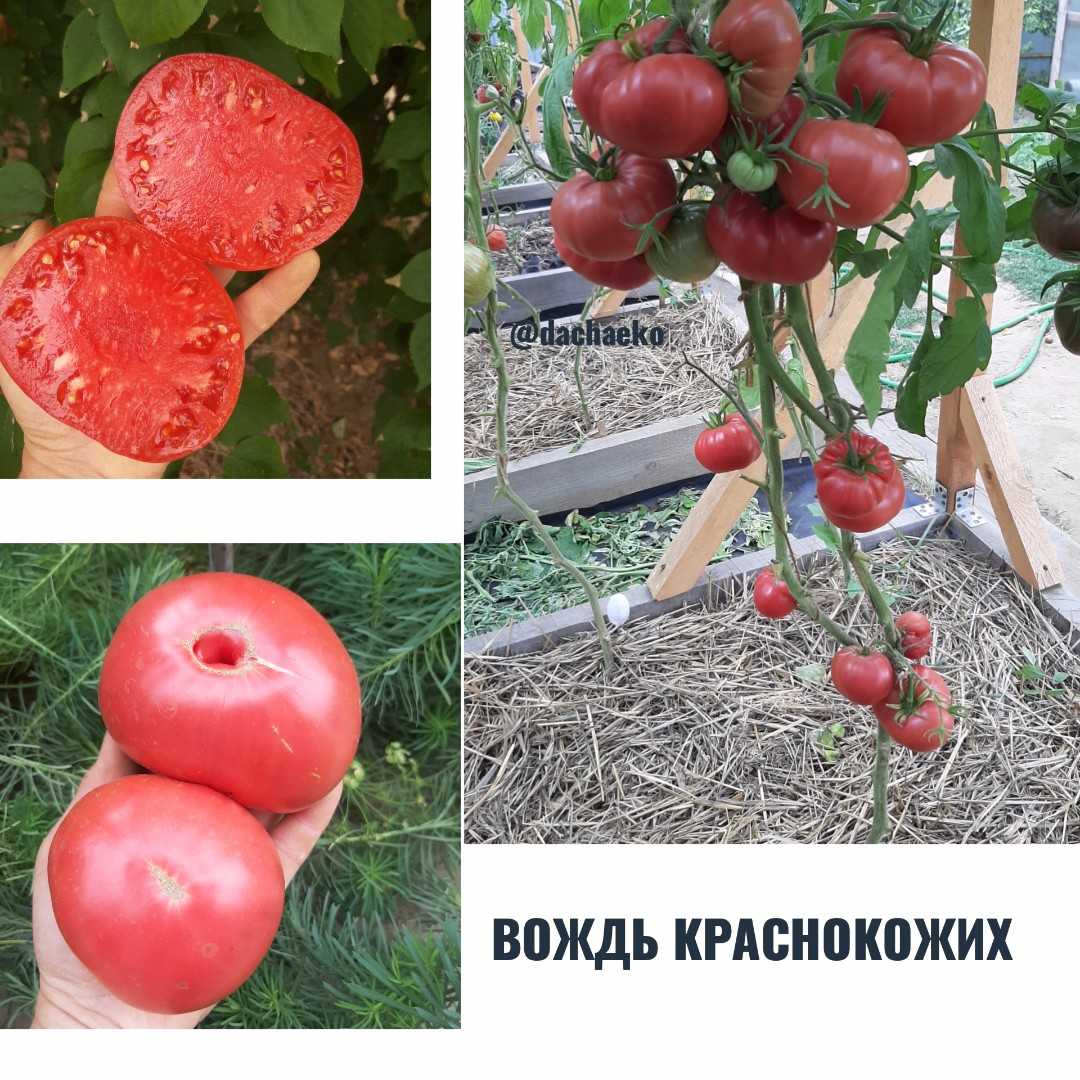 Томат вождь краснокожих: описание сорта, фото, видео