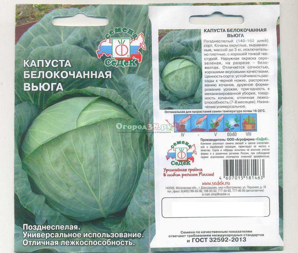Капуста июньская: характеристика и описание сорта, отзывы, фото, урожайность, достоинства и недостатки, особенности выращивания