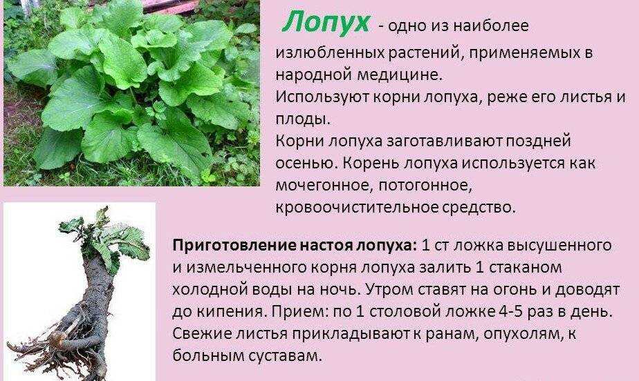 Лопух | лесная кладовая