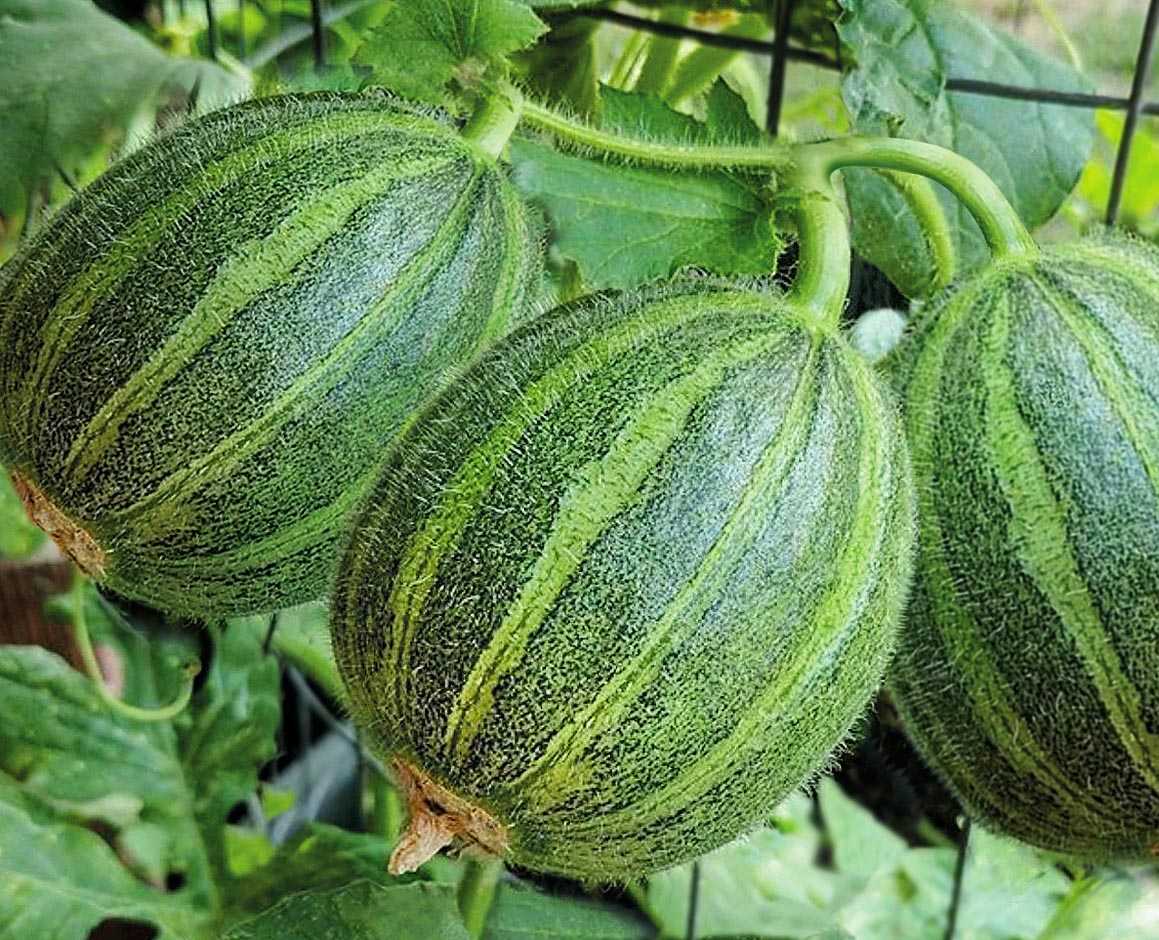 В настоящее время огурдыня стала более распространенной культурой и в продаже появилось богатое разнообразие ее сортов В надежде что новые культивары окажутся не хуже первого я загорелась идеей опробовать практически все имеющиеся в продаже сорта огурдынь