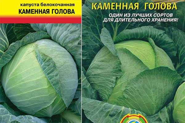 Капуста каменная голова: описание сорта, фото, отзывы, урожайность
