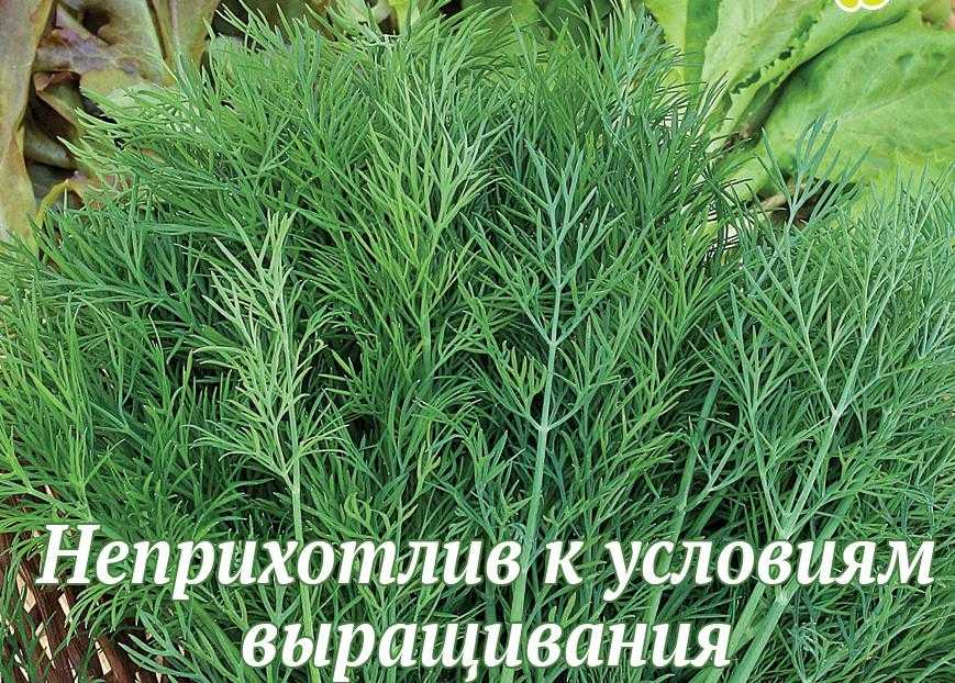 Популярные сорта укропа для россии и ее регионов