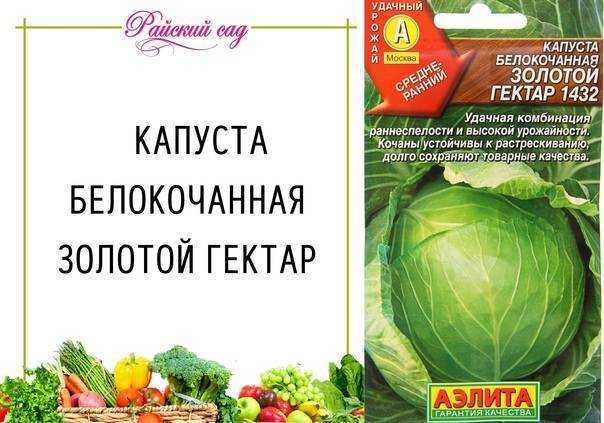 О капусте Золотой гектар описание сорта фото отзывы садоводов характеристика кочанов достоинства и недостатки особенности выращивания и ухода