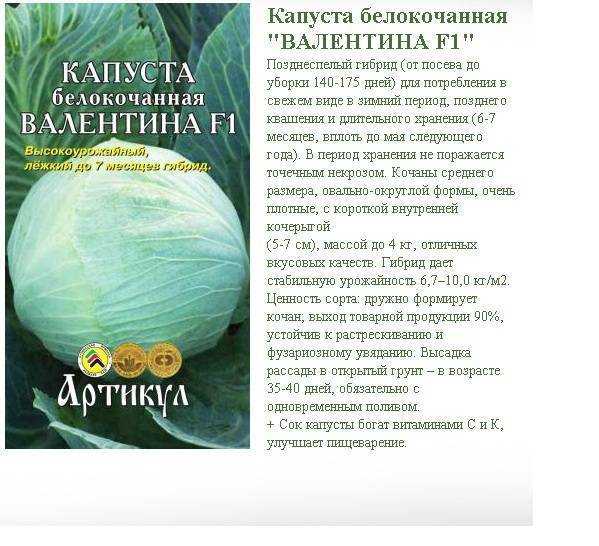 Капуста валентина отзывы фото Капуста коля ф1 отзывы описание сорта: найдено 87 картинок