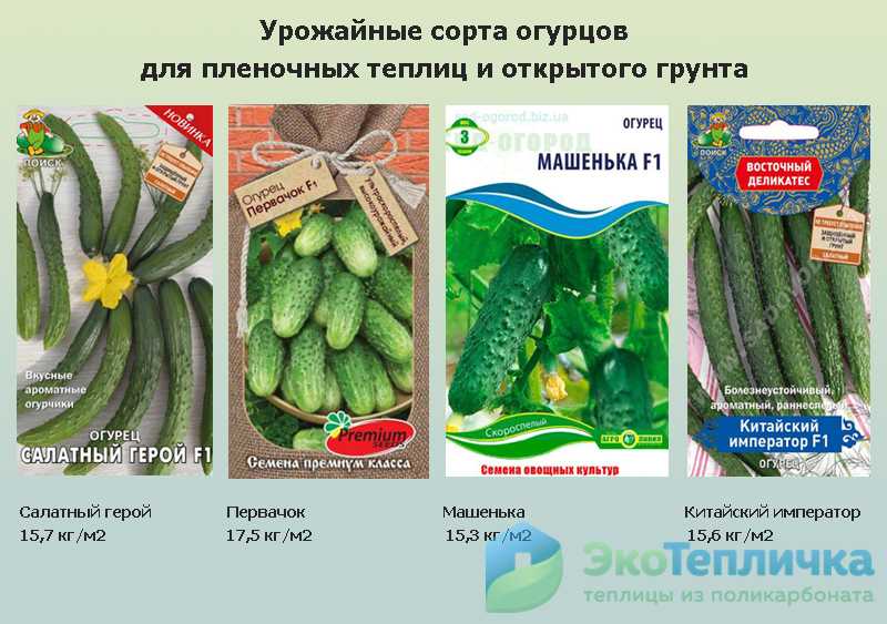 Лучшие огурцы для открытого грунта для подмосковья