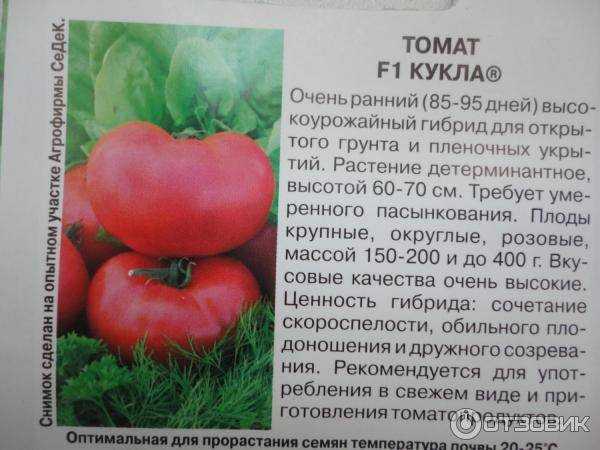 Сорта позднеспелых томатов: описания лучших и их выращивание