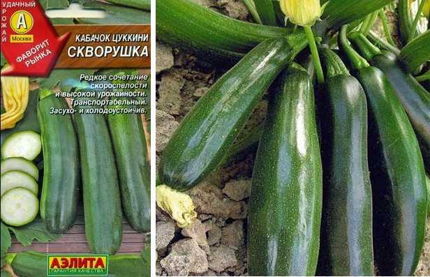 Кабачок скворушка: описание, фото, отзывы