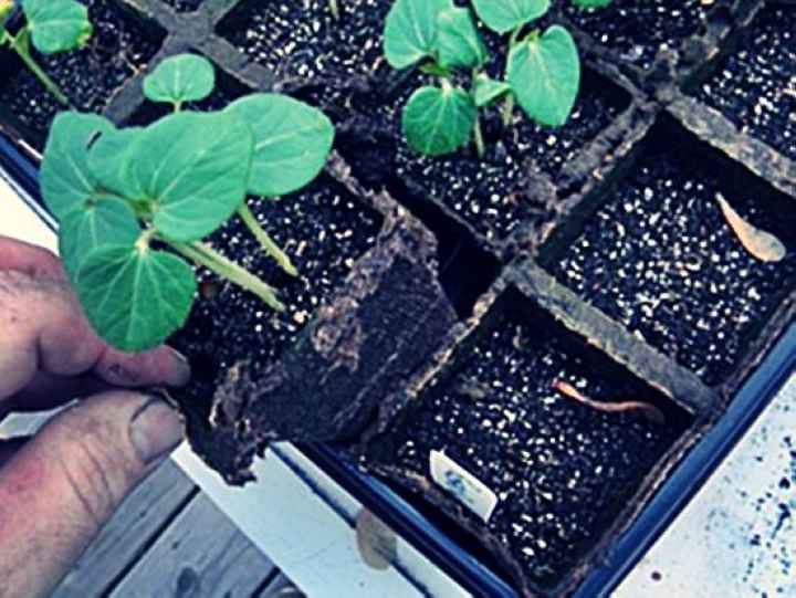 Бамия — выращивание и рецепты — floraprice.ru