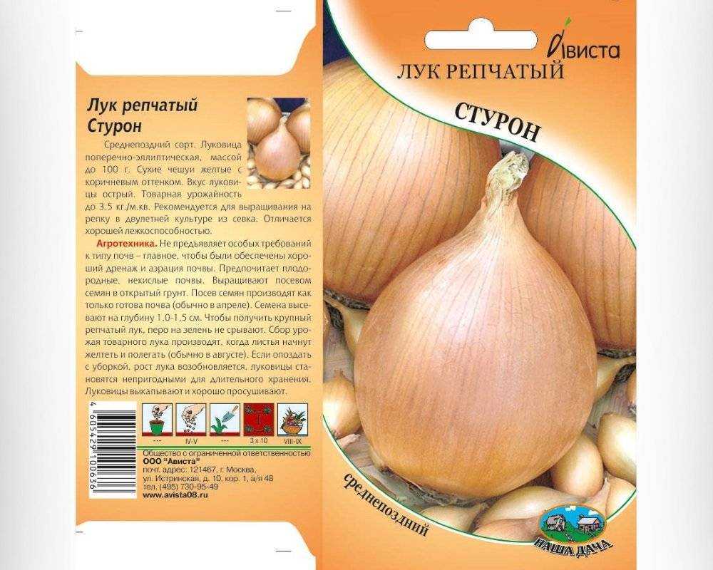Лук стурон: описание сорта, выращивание, уход, отзывы