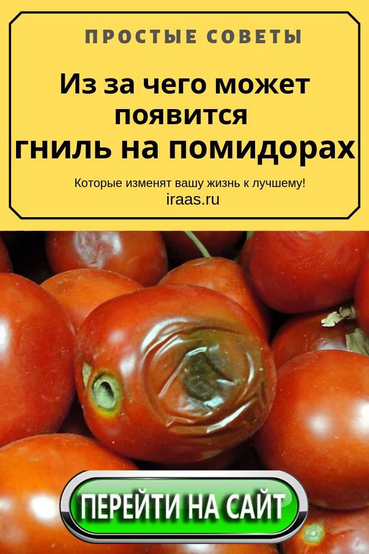 Вершинная гниль на помидорах: лечение в теплице, меры борьбы на уличной грядке, профилактика, фото и что делать, чтобы спасти томаты, как поможет кальциевая селитра?