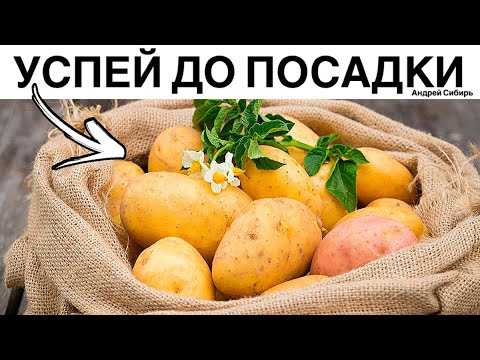 Какой сорт картофеля лучше для  сибири: ранний или поздний? 6 фактов для выбора.