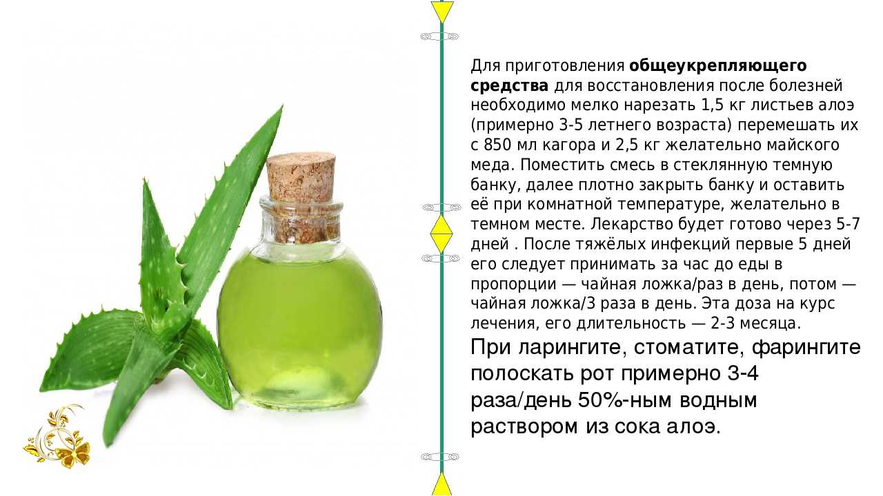 Каланхоэ – лечебные свойства для организма человека, как вырастить и использовать в домашних условиях
