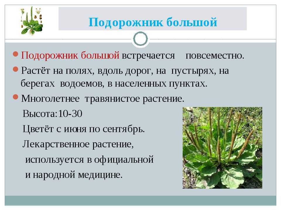 Лекарственные растения. какие бывают подорожники? | растения | школажизни.ру