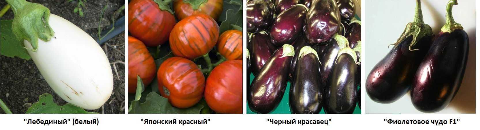 Лучшие сорта баклажанов для подмосковья: описание и рейтинг, когда садить